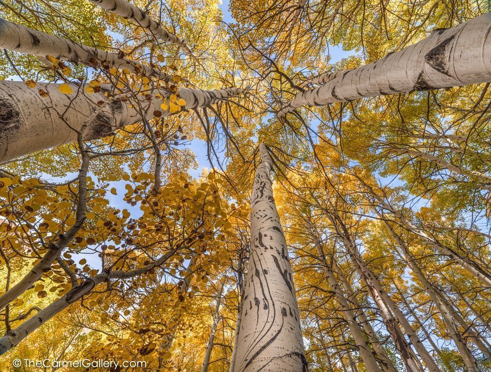 Bear Claw Aspen II