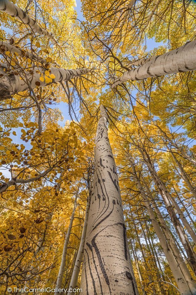 Bear Claw Aspen I