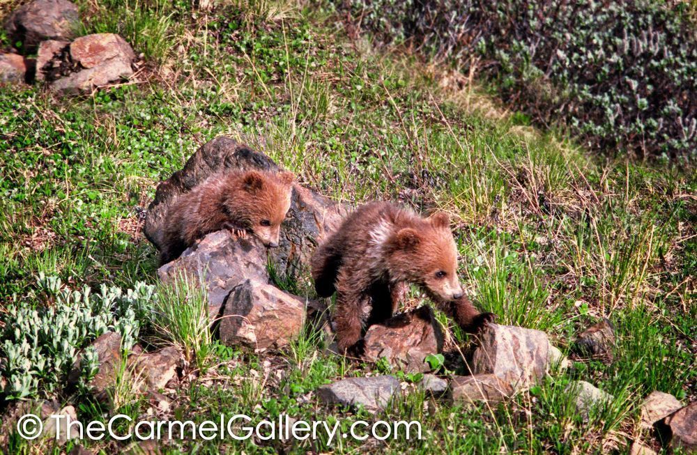 Bear Cub Wanderers