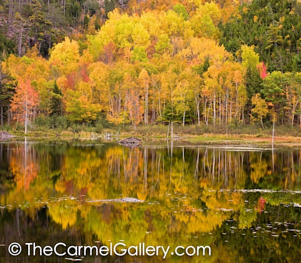 Beaver Pond Reflections