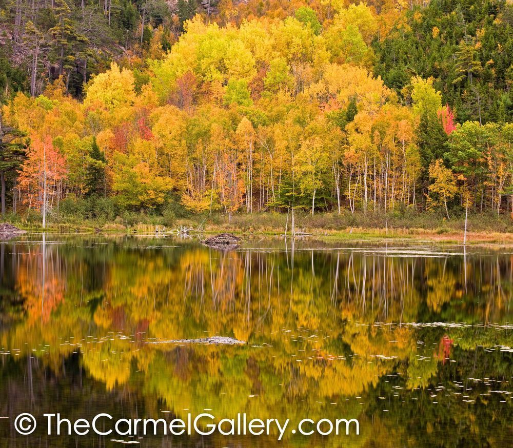 Beaver Pond Reflections