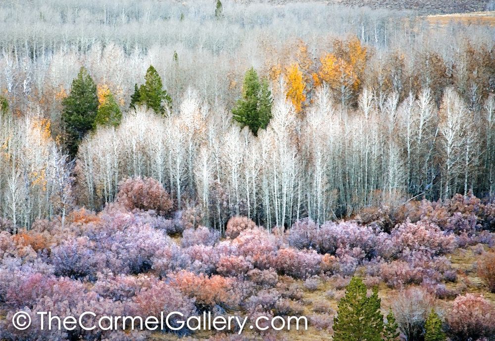 Bare Trees