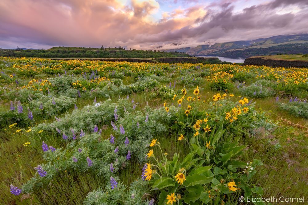 Balsam Bloom Photography Art | The Carmel Gallery