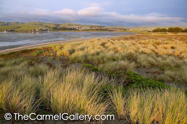 Bodega Dunes