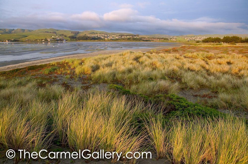 Bodega Dunes