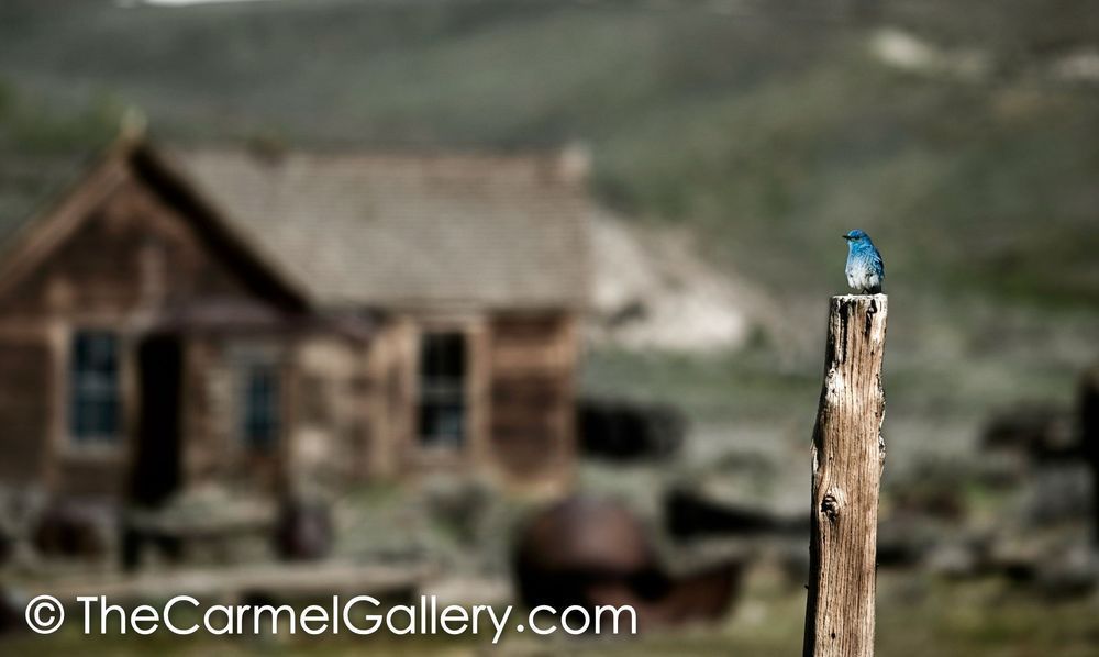 Bodie Bluebird