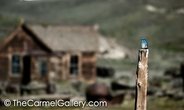 Bodie Bluebird