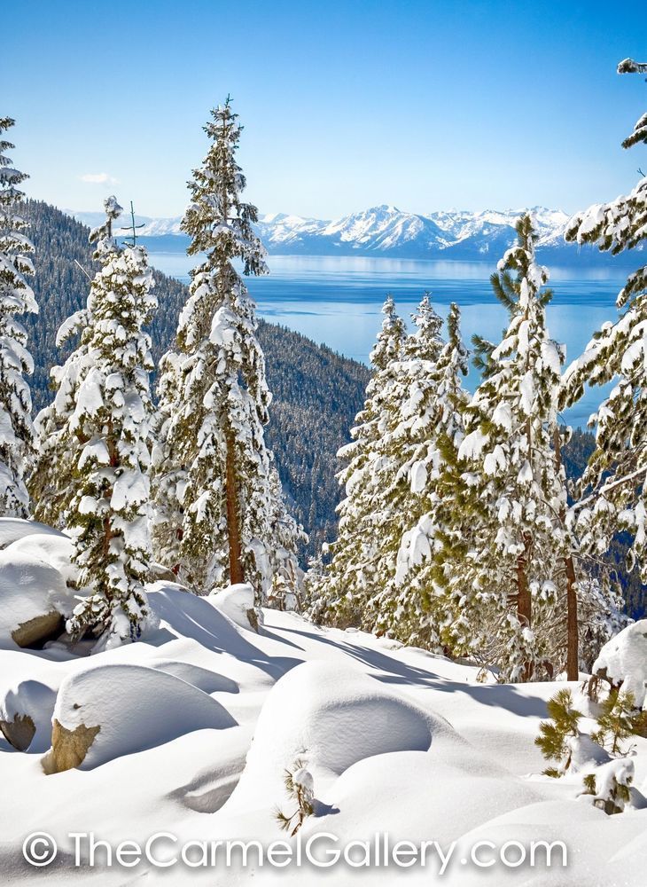 Blue Bird Tahoe