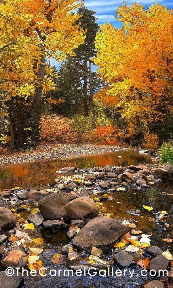 Blackwood Creek Autumn Photography Art | The Carmel Gallery