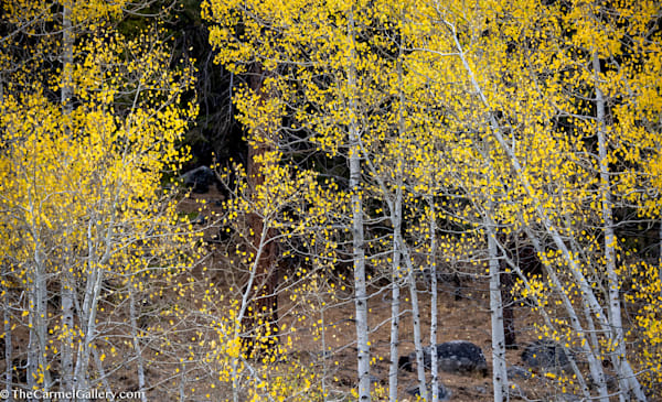Black & Gold Photography Art | The Carmel Gallery