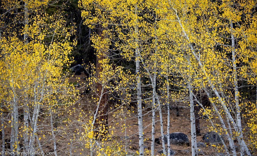 Black & Gold Photography Art | The Carmel Gallery