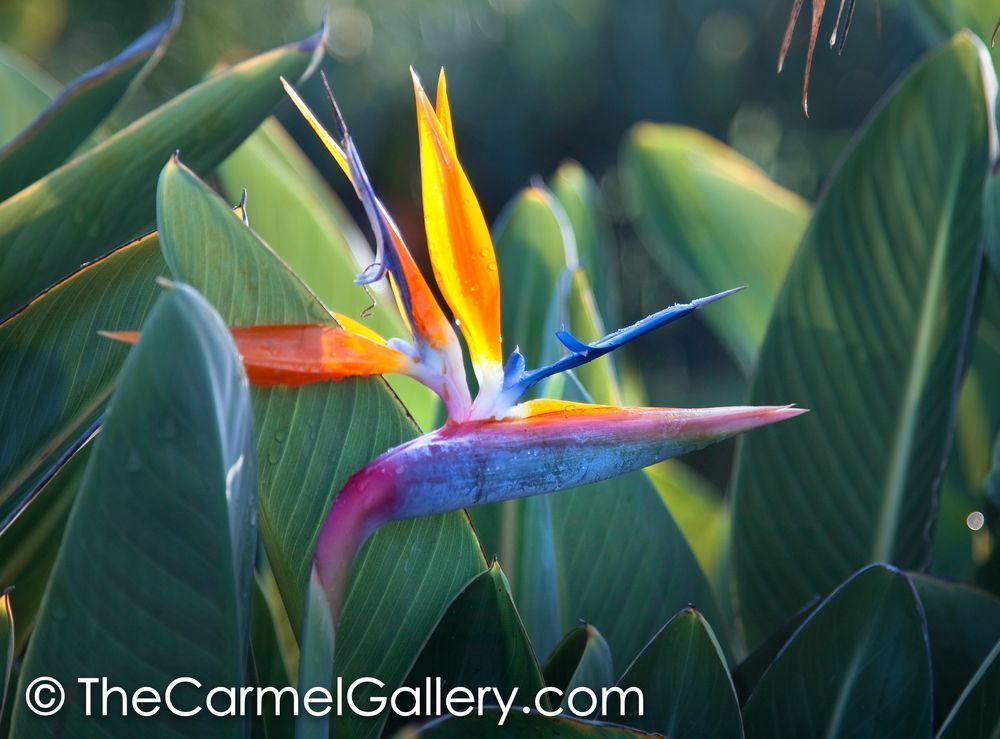 Bird of Paradise II