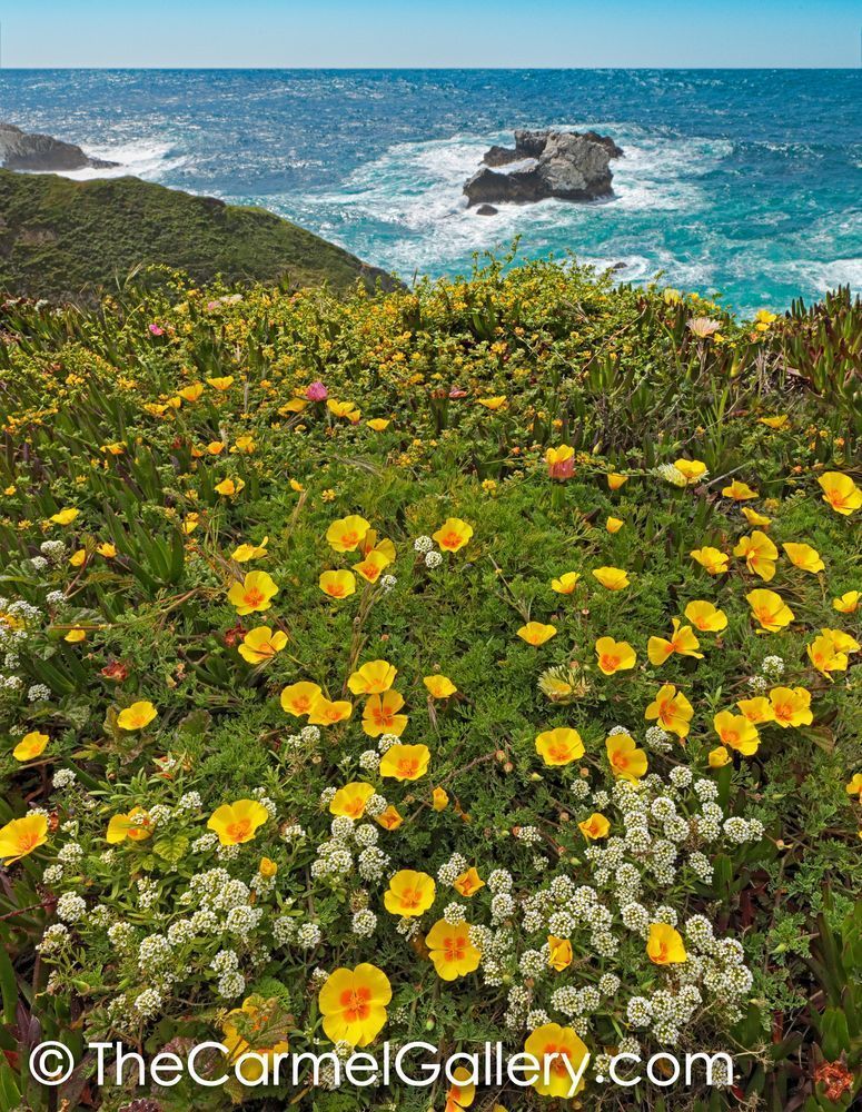 Big Sur Poppies
