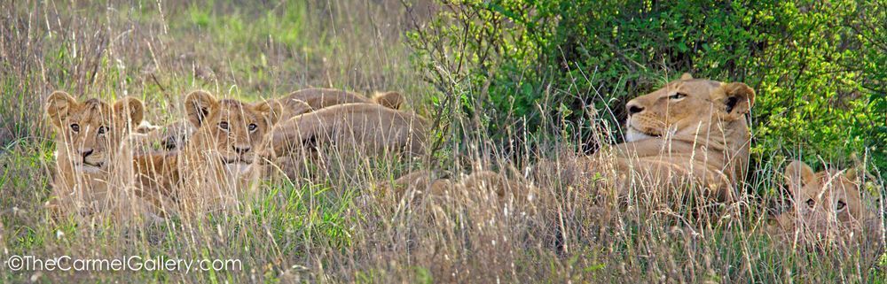 lion with cubs photo