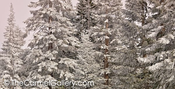 Crystalline Forest