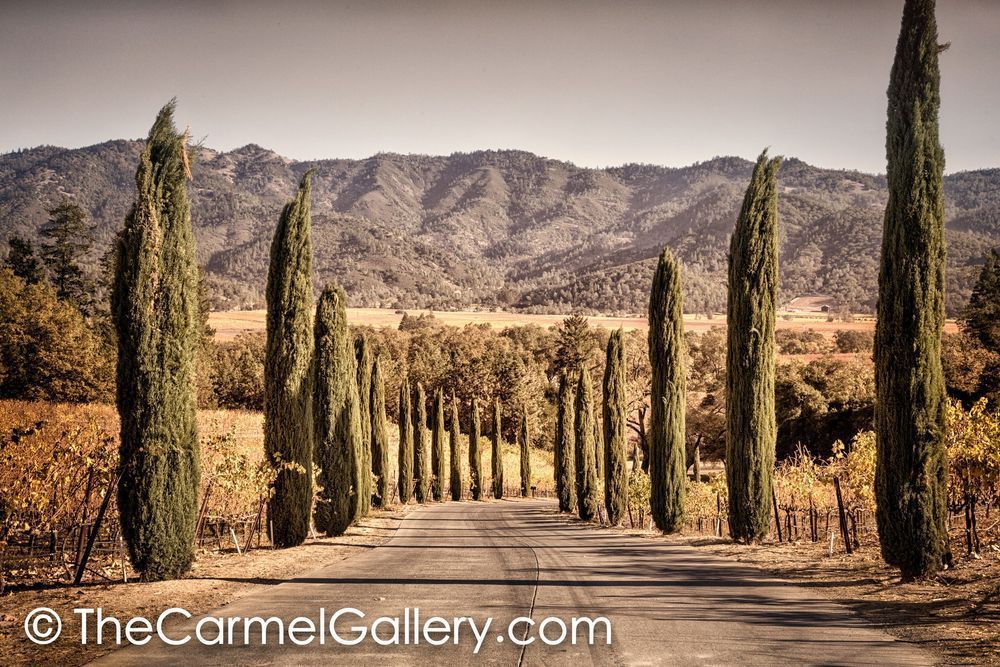 Cypress Road Napa Valley