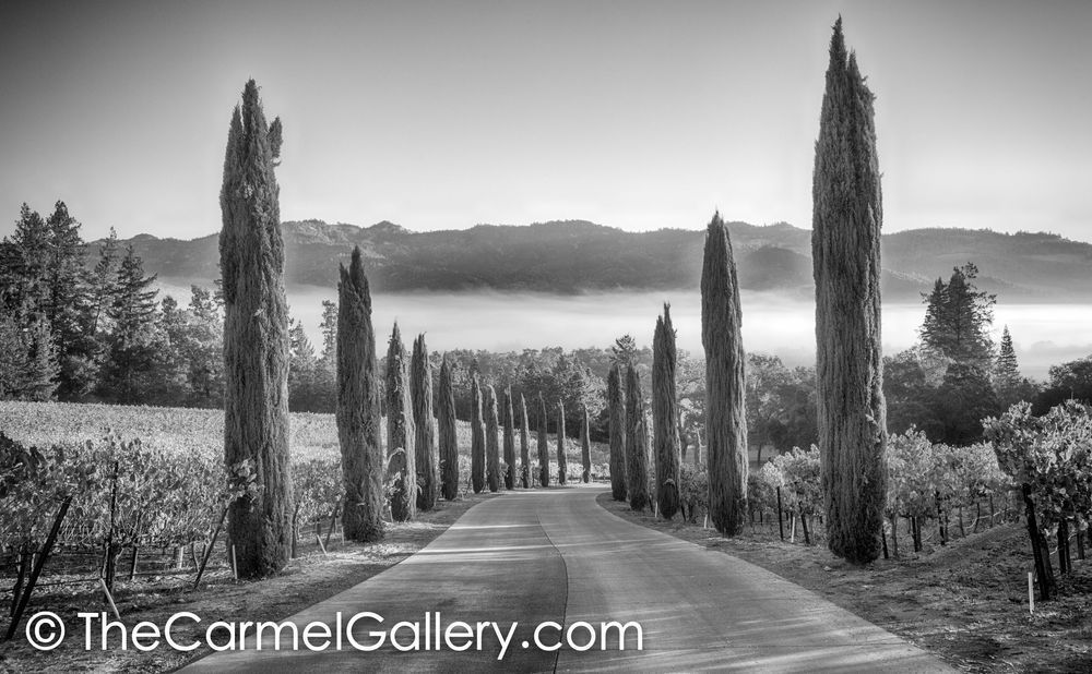 Cypress Path BW