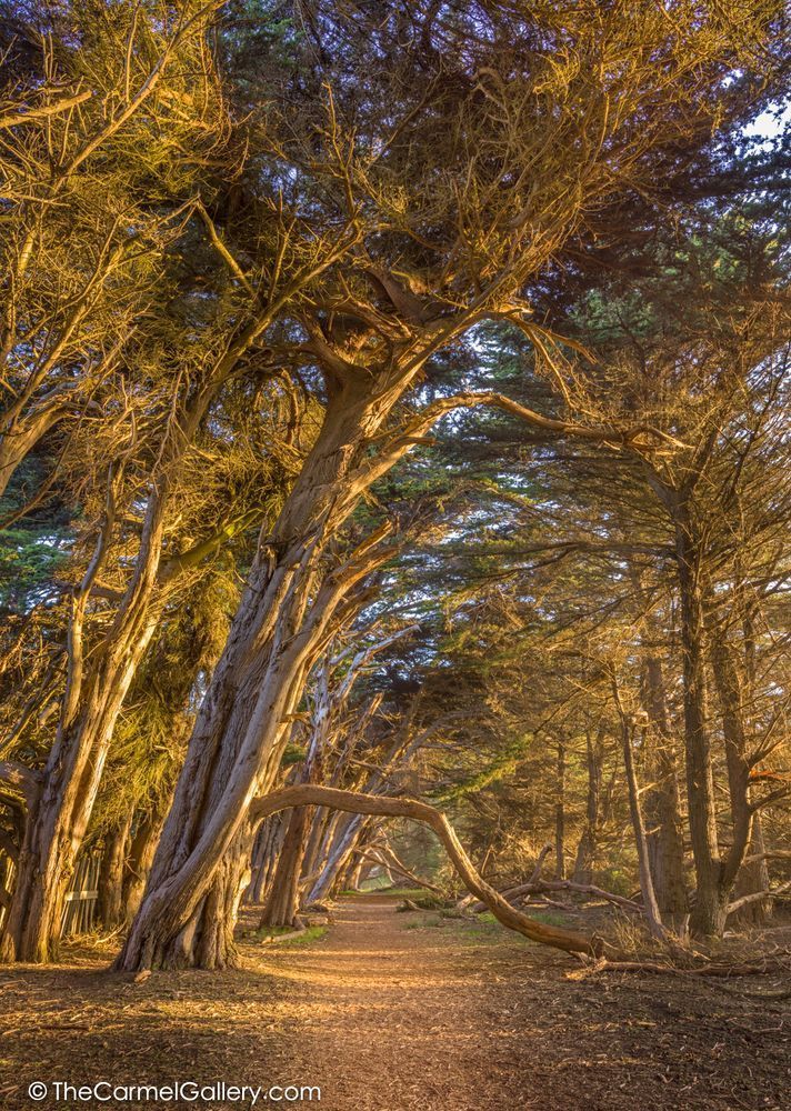 Cypress Tree Art Print