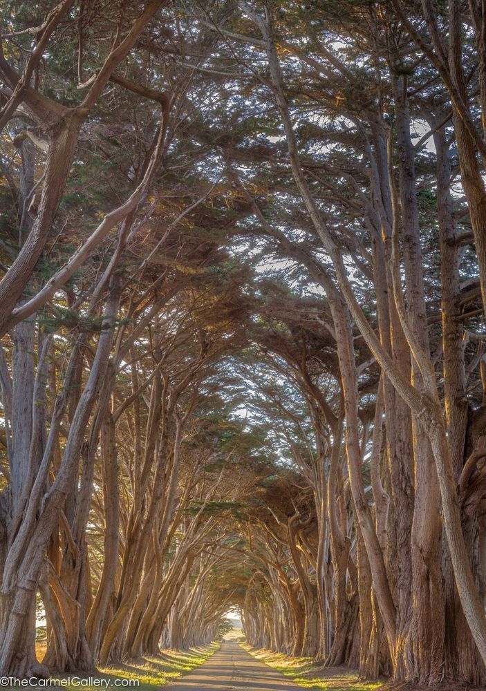 Cypress Sunrise Photography Art | The Carmel Gallery