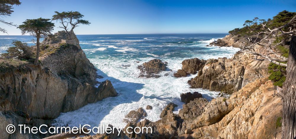 Cypress Tree CA Coast