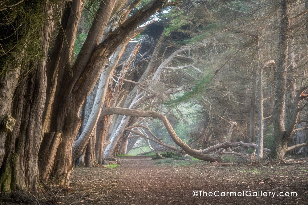 Cypress Hedgerow, Sea Ranch, California