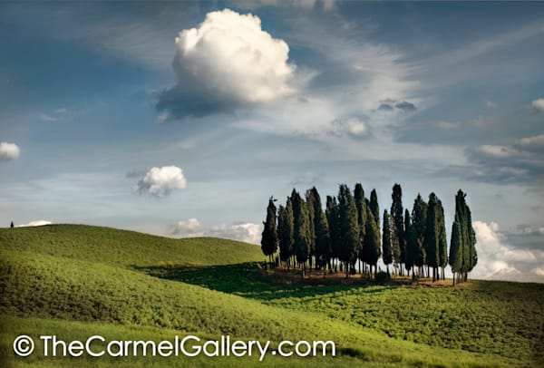 Cypress Gove, Tuscany
