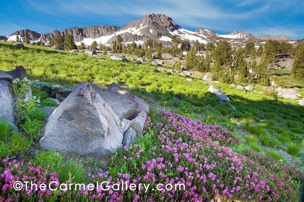 Carson Pass Wildflowers Photography Art | The Carmel Gallery