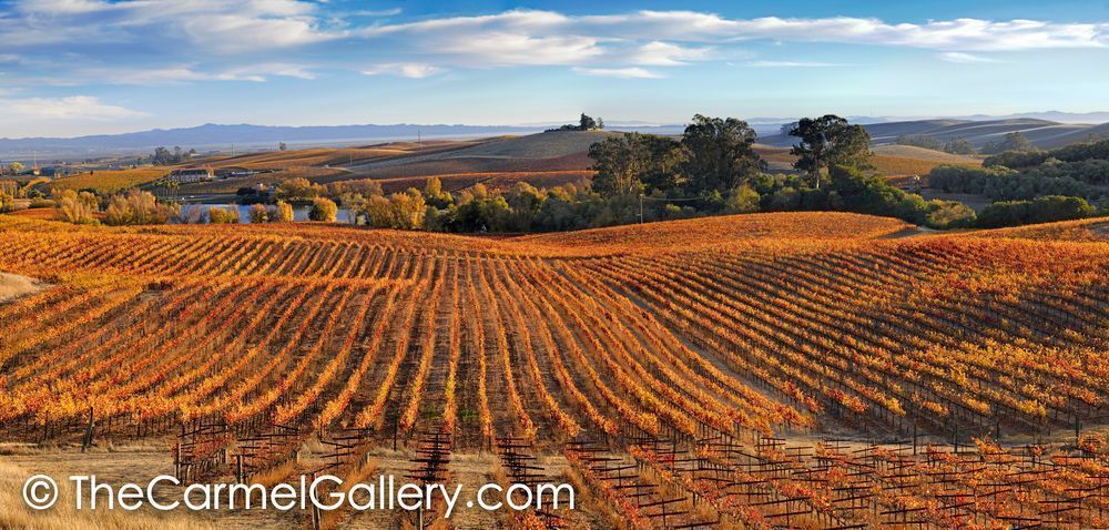 Carneros Panorama