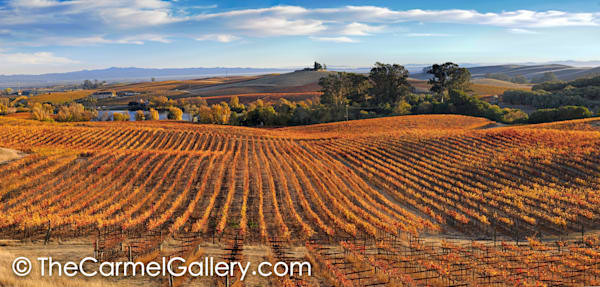 Carneros Panorama