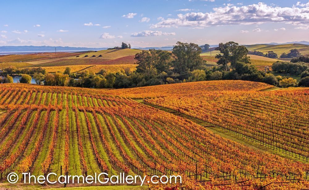 Carneros Hills
