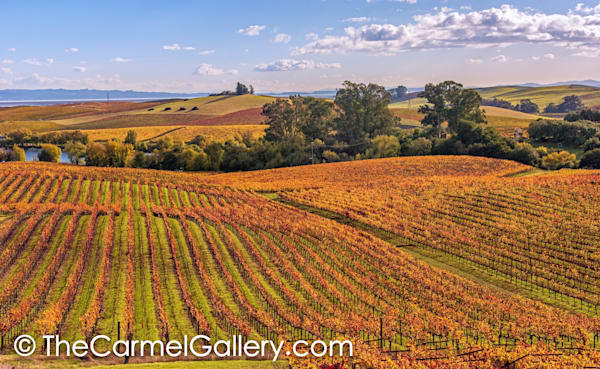 Carneros Hills