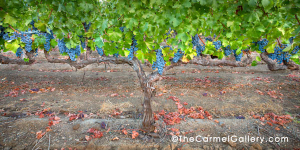 Cabernet Calistoga Ii Photography Art | The Carmel Gallery