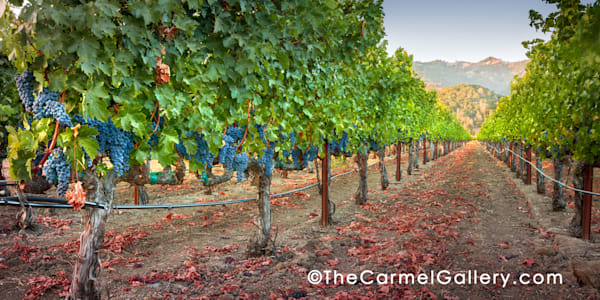 Cabernet Calistoga I Photography Art | The Carmel Gallery