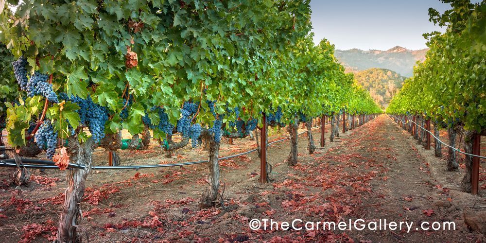 Cabernet Calistoga I Photography Art | The Carmel Gallery