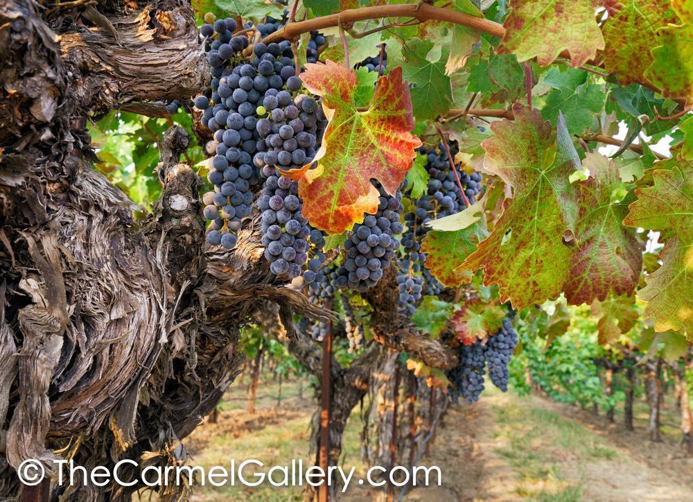 CabernetColors
