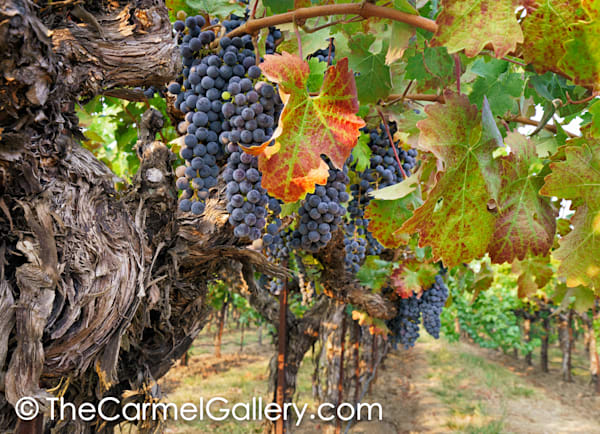CabernetColors