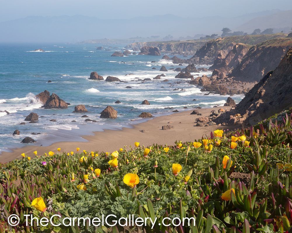 California Poppies Sonoma Coast Photography Art | The Carmel Gallery