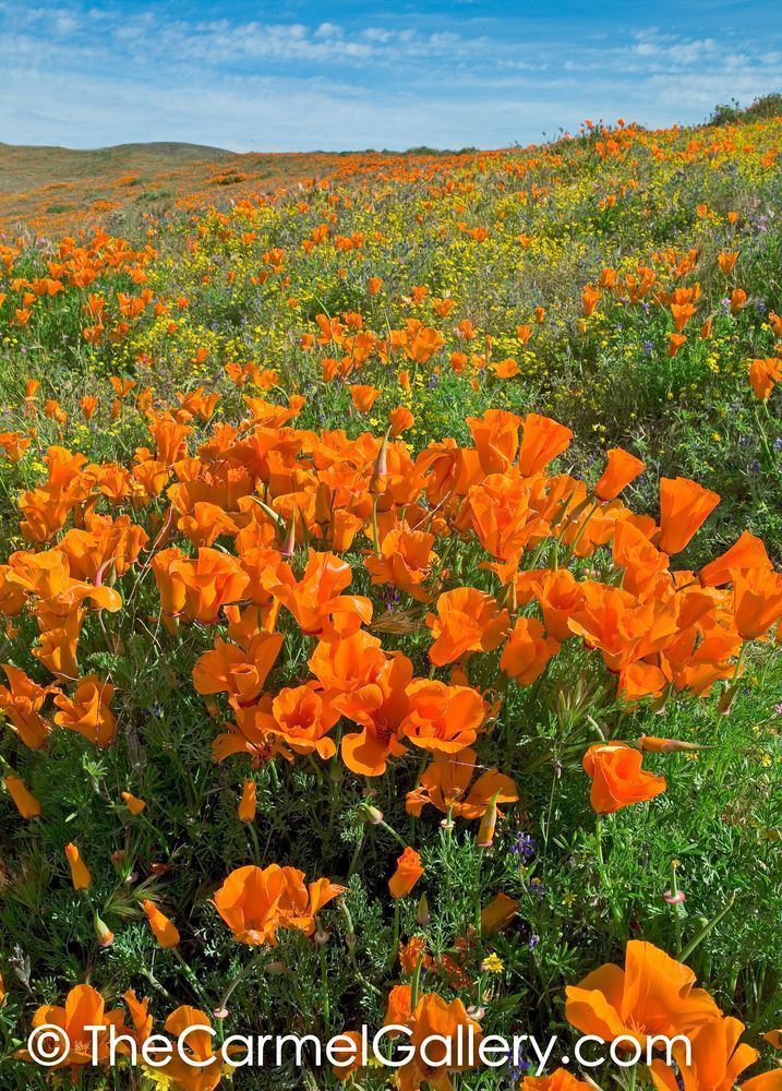 California Poppies