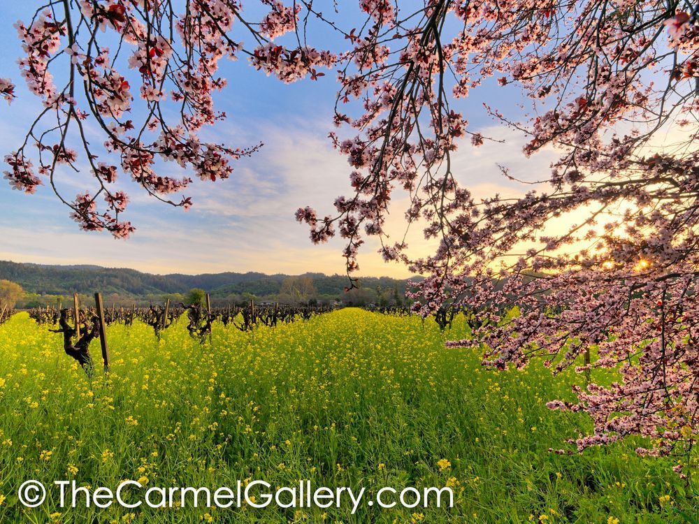 Calistoga Blossoms