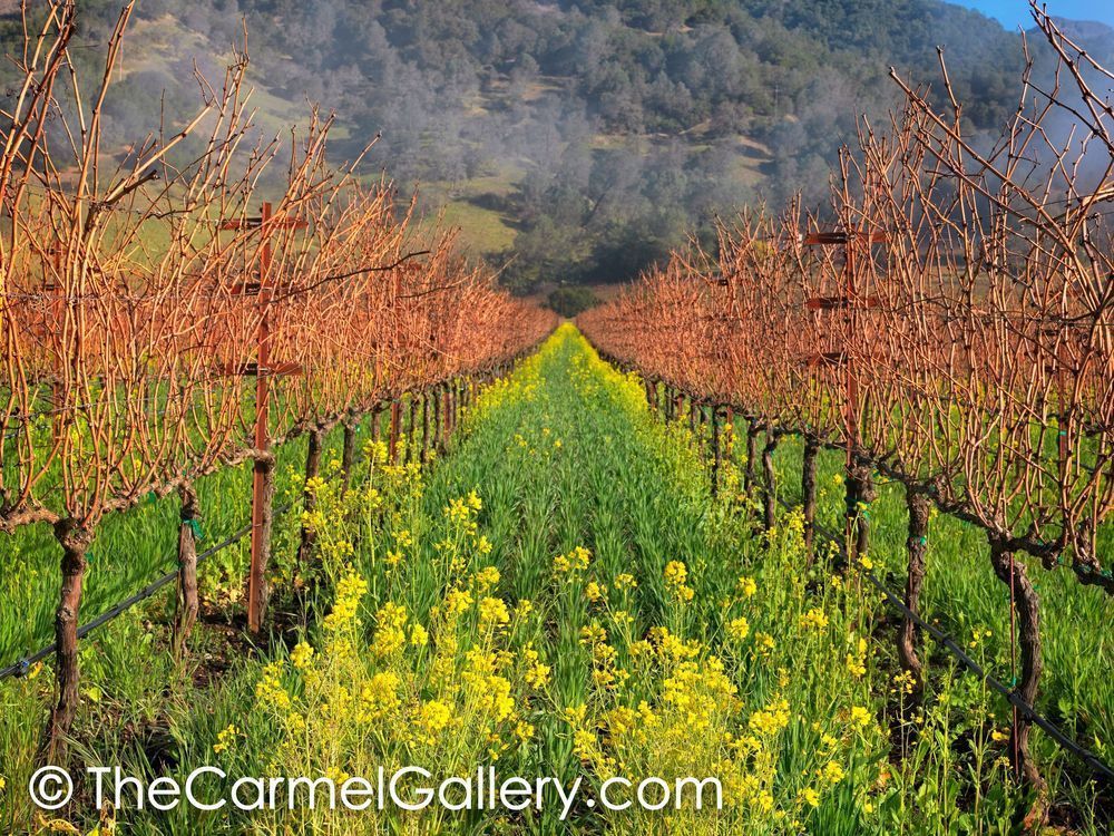 Calistoga Mustard Bloom