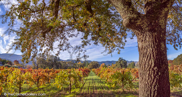 Calistoga Morning