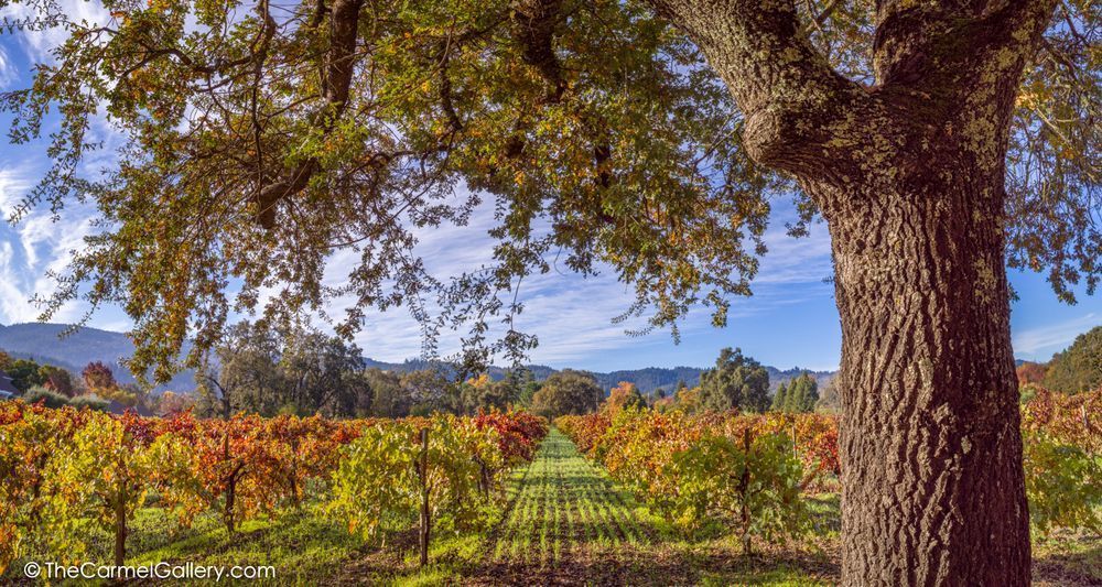Calistoga Morning
