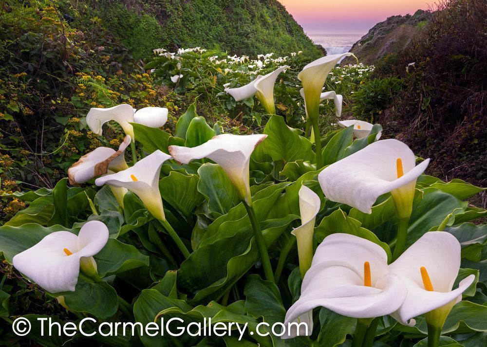 Calla Lilly Canyon