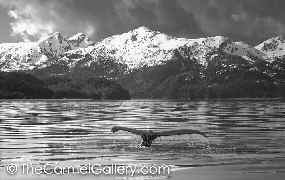 Calm Waters BW