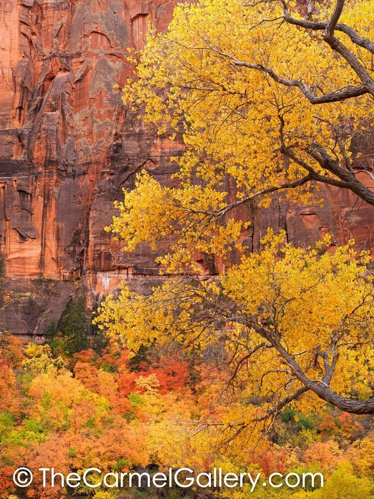 Canyon Autumn