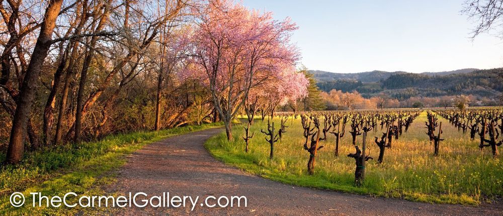 Country Lane Calistoga