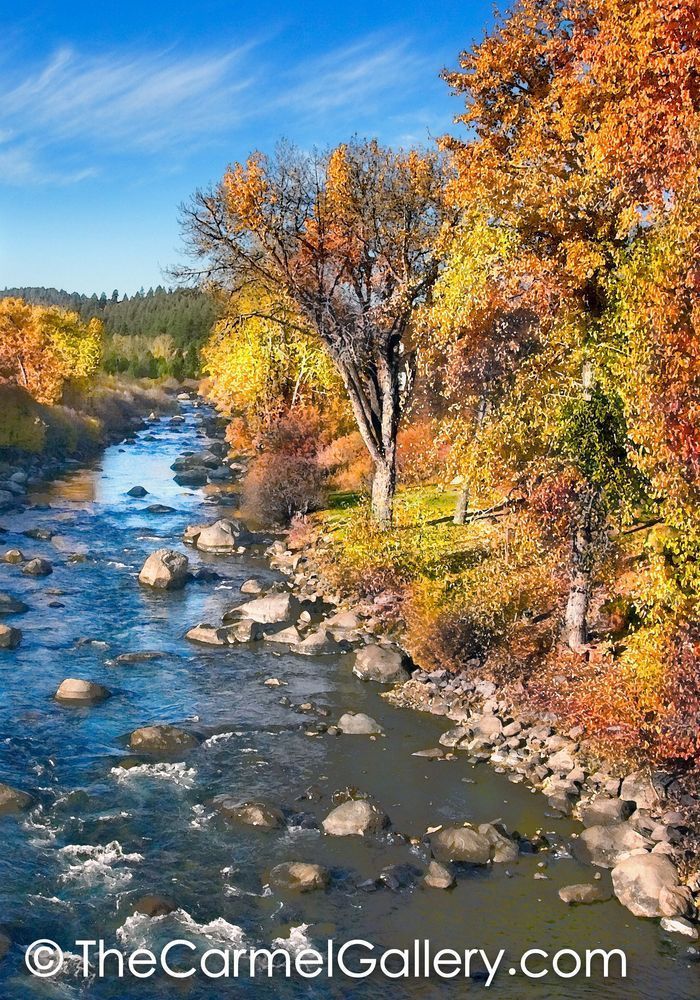 Cottonwoods Truckee River