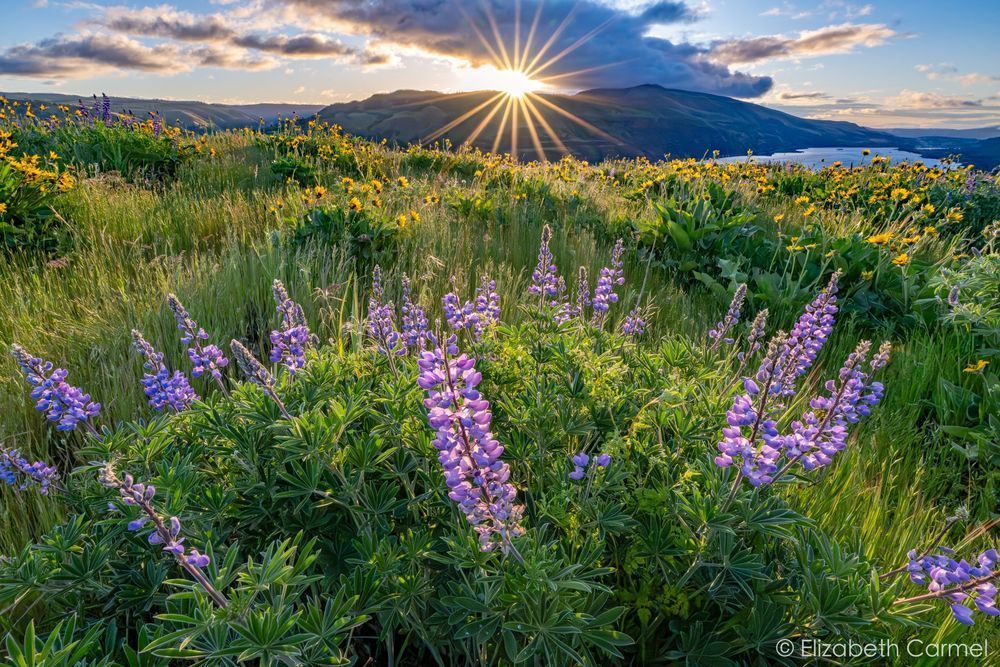 Columbia Gorge Bloom Photography Art | The Carmel Gallery