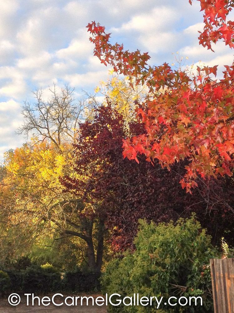 Colors of Wine Wine Country