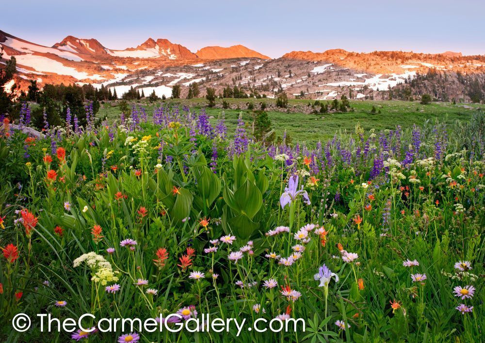 Colors of Summer, High Sierra